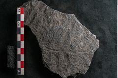 Foto (Detailansicht) von Senftenbergia crenata Lindl. et H. (NHMW-GEO-2024-0188-10942)